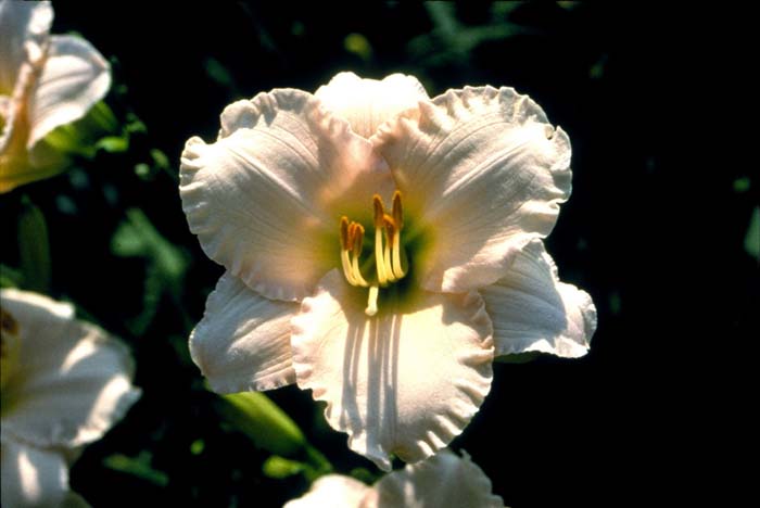 Lullaby Baby Day Lily