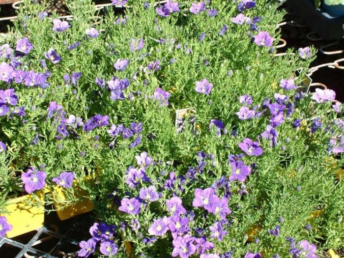 Plant photo of: Nierembergia caerulea 'Purple Robe'