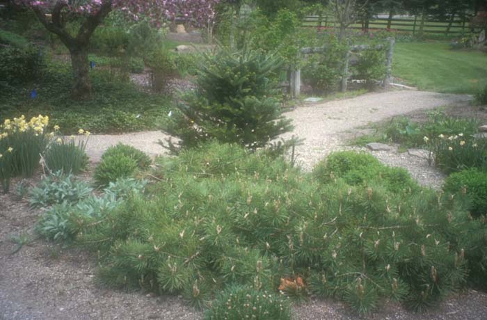 Plant photo of: Pinus sylvestris 'Hillside Creeper'