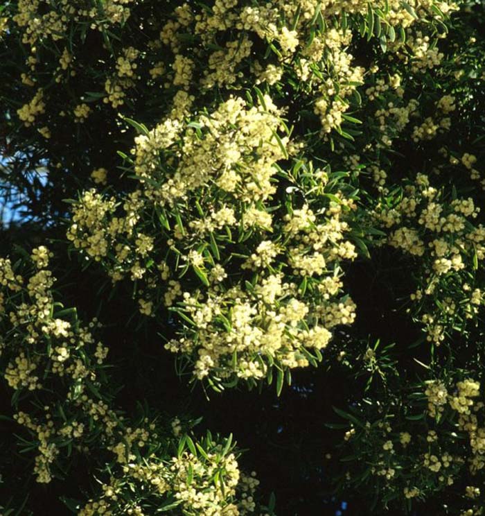 Plant photo of: Acacia melanoxylon