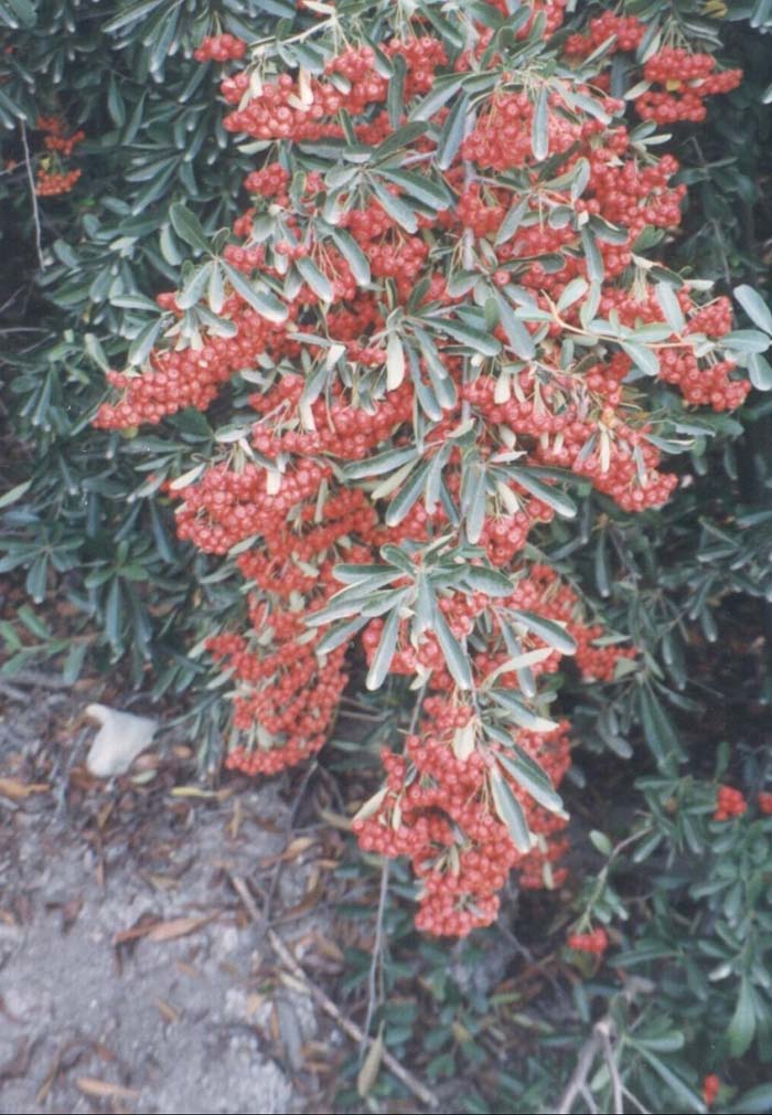 Plant photo of: Pyracantha coccinea 'Fiery Cascade'