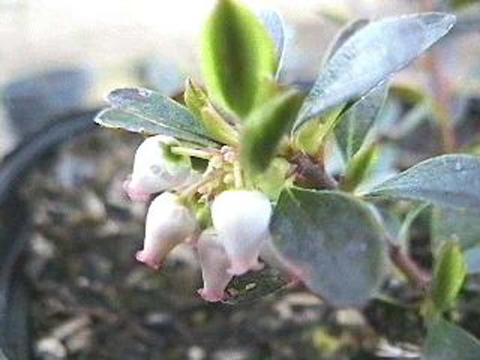 Plant photo of: Arctostaphylos uva-ursi 'Point Reyes'