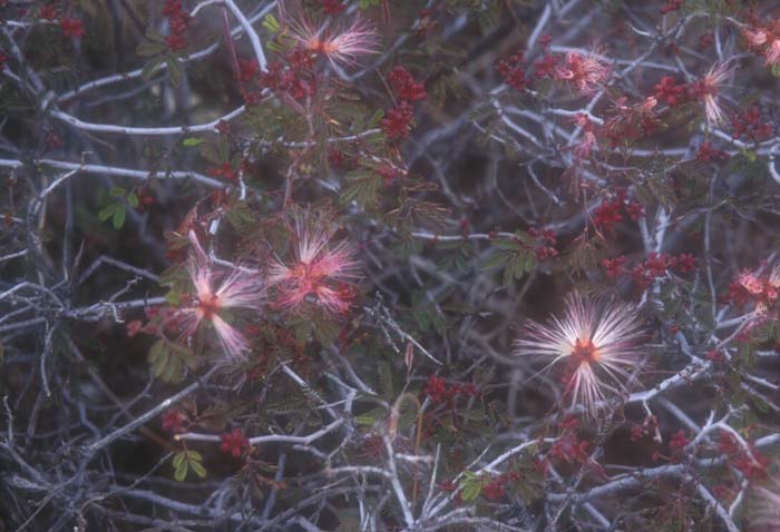 Plant photo of: Calliandra eriophylla