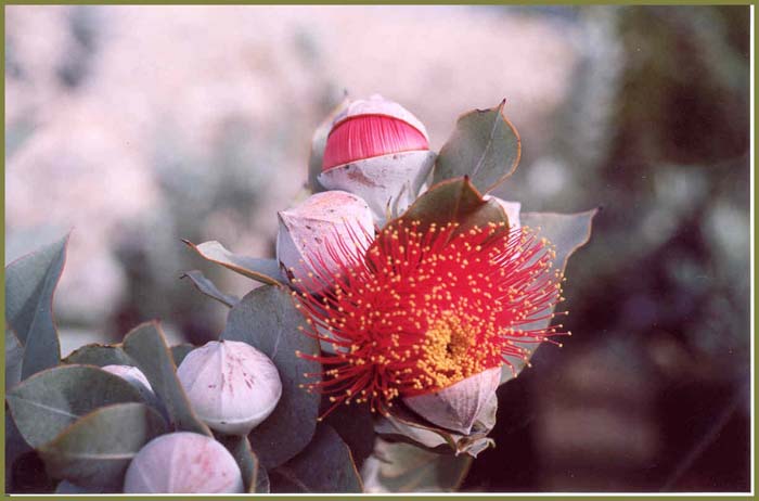 Plant photo of: Eucalyptus macrocarpa