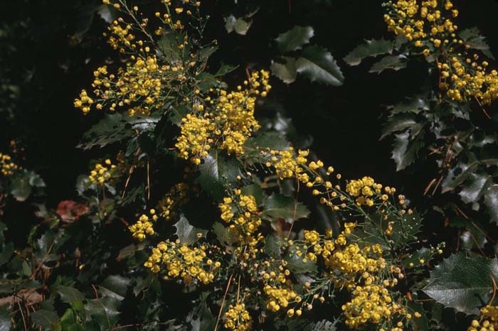 Plant photo of: Mahonia 'Golden Abundance'