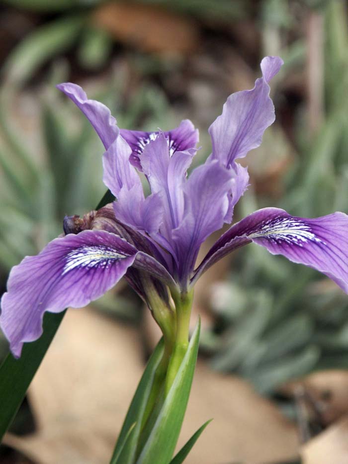 Plant photo of: Iris douglasiana