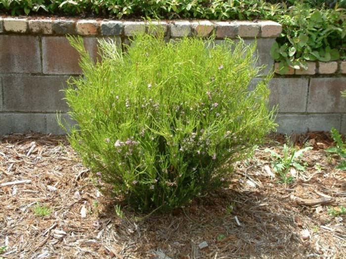 Plant photo of: Coleonema pulchrum