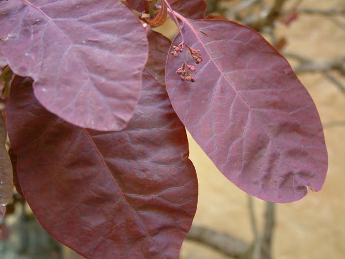 Plant photo of: Cotinus coggygria 'Purpureus'