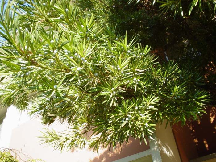 Plant photo of: Podocarpus gracilior