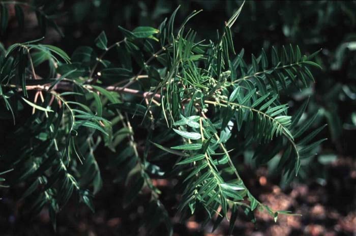 Plant photo of: Rhus lanceolata