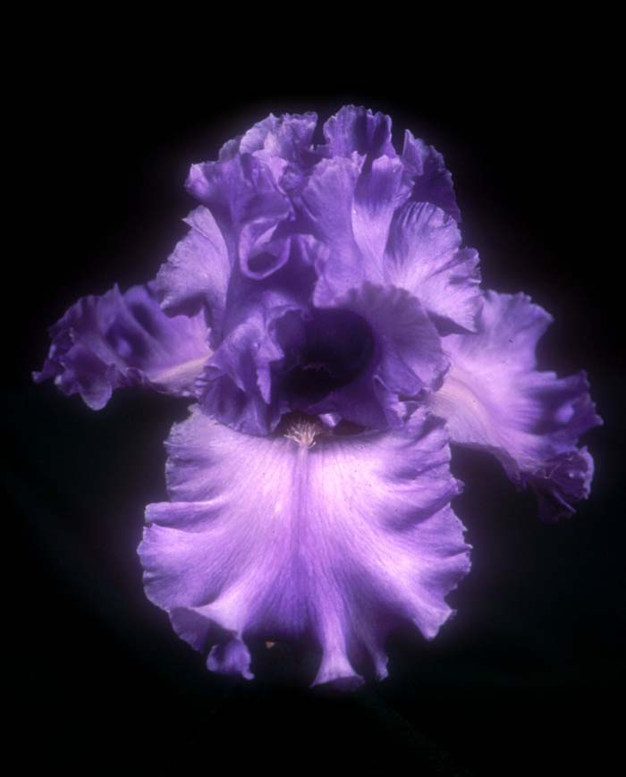 Plant photo of: Iris bearded 'Sea of Joy'