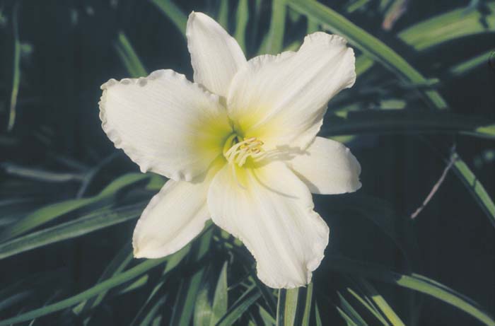 Plant photo of: Hemerocallis 'Lady Elizabeth'