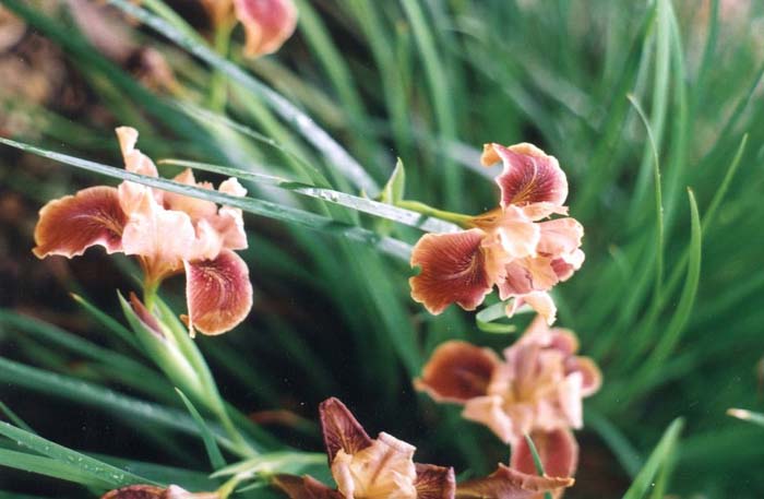 Plant photo of: Iris Pacific Coast Hybrid