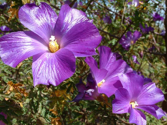 Plant photo of: Alyogyne huegelii 'Monterey Bay'