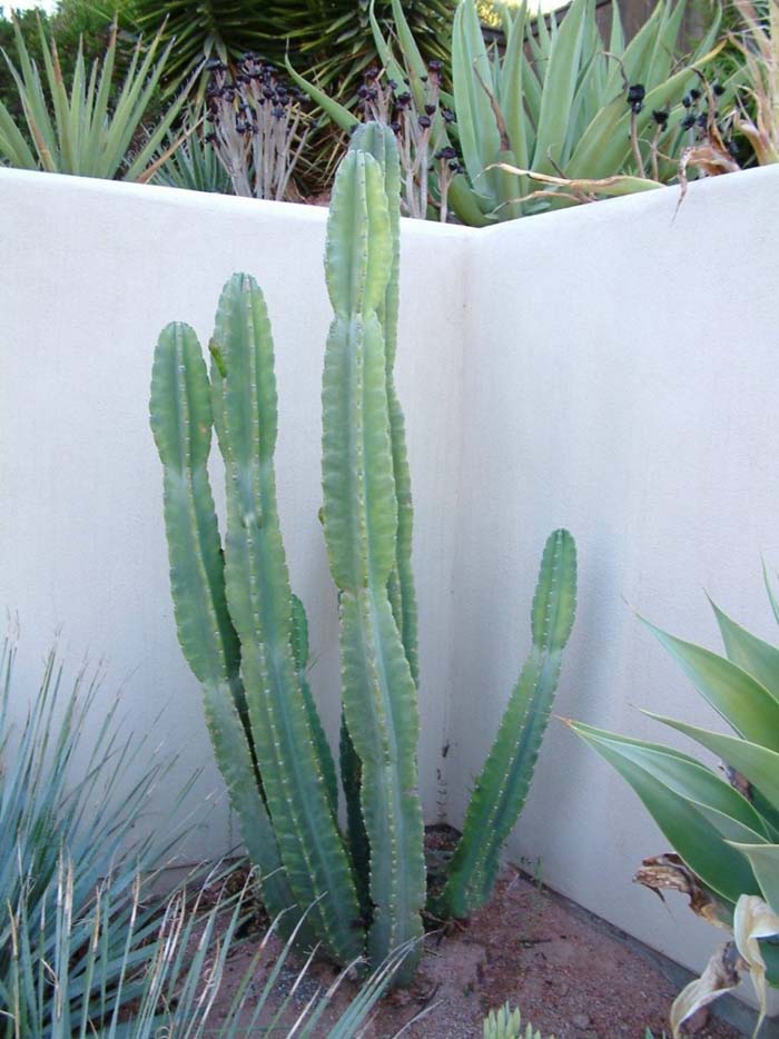 Plant photo of: Cereus peruvianus