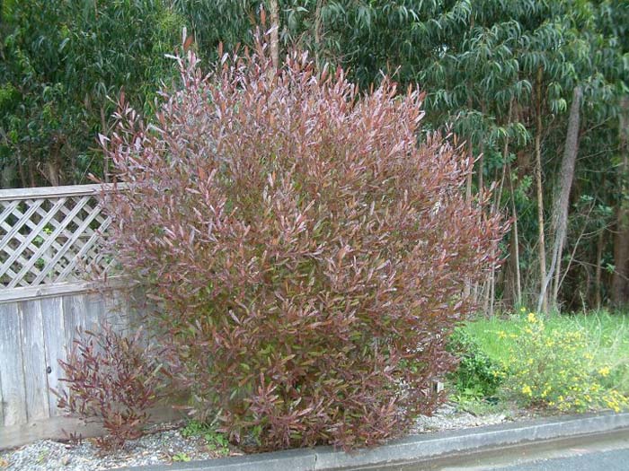 Purple Hopseed Bush or Hop Bush