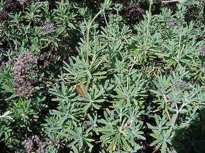 Plant photo of: Eriogonum arborescens