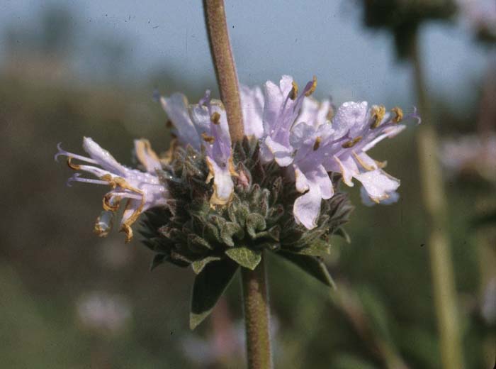 Plant photo of: Salvia 'Allen Chickering'