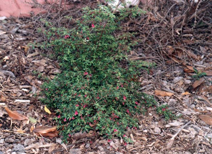 Plant photo of: Fuchsia thymifolia