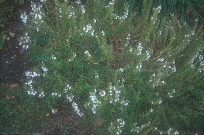Plant photo of: Satureja montana