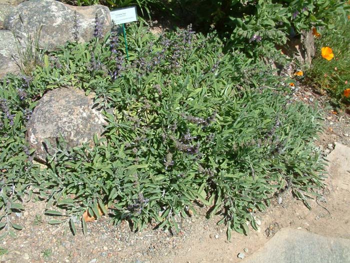 Plant photo of: Salvia sonomensis