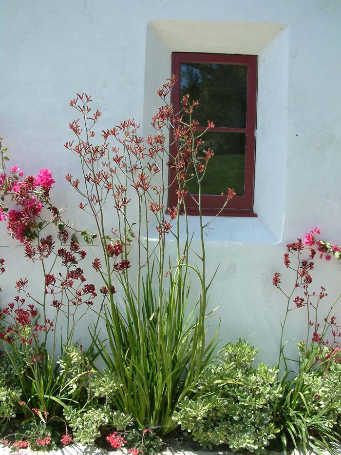 Plant photo of: Anigozanthos flavidus 'Tall Red'