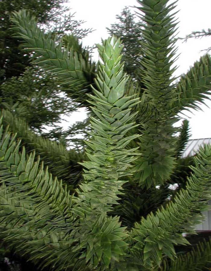 Plant photo of: Araucaria araucana