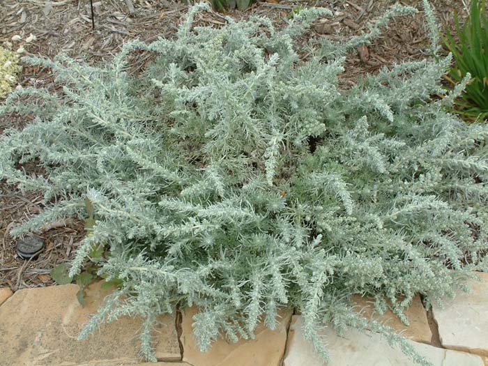 Plant photo of: Artemisia pycnocephala