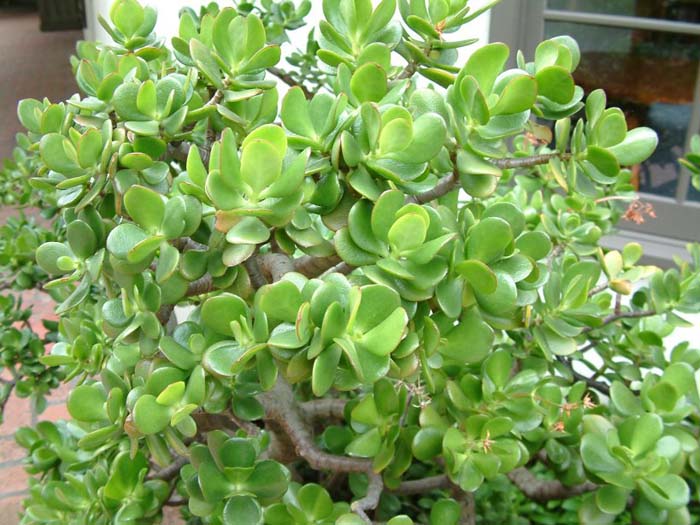 Plant photo of: Crassula ovata