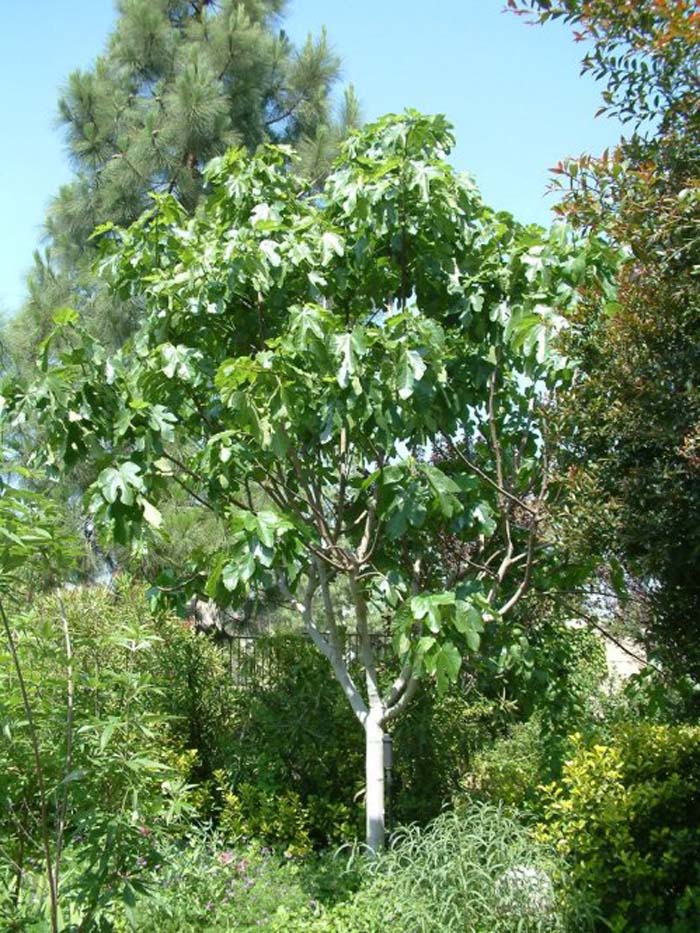 Common Edible Fig