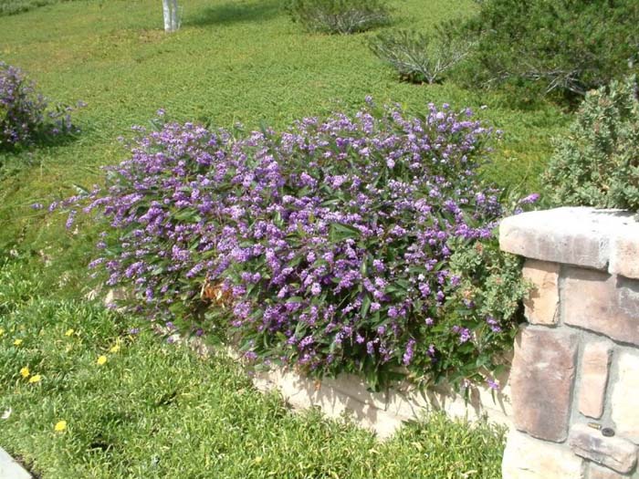 Plant photo of: Hardenbergia violacea