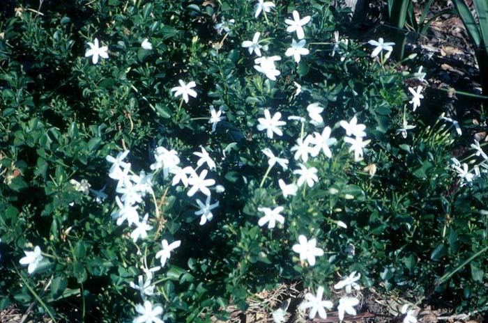 Plant photo of: Jasminum angulare