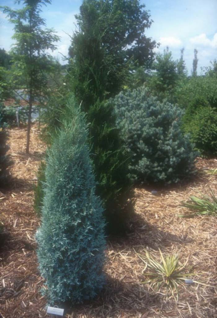 Plant photo of: Juniperus scopulorum 'Gray Gleam'