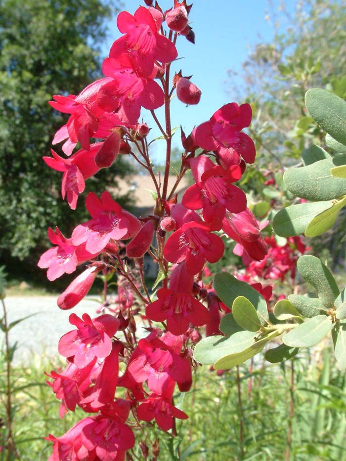 Plant photo of: Penstemon X gloxinioides 'Ruby King'