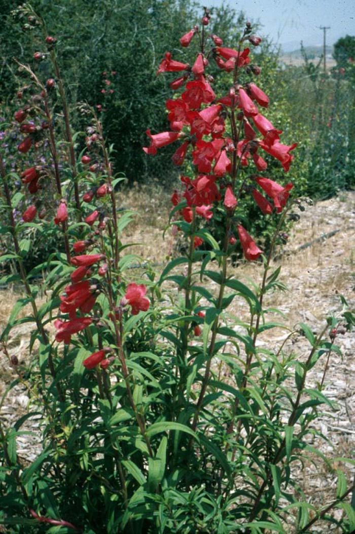 Plant photo of: Penstemon X gloxinioides 'Firebird'
