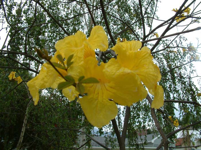 Plant photo of: Tabebuia chrysothricha