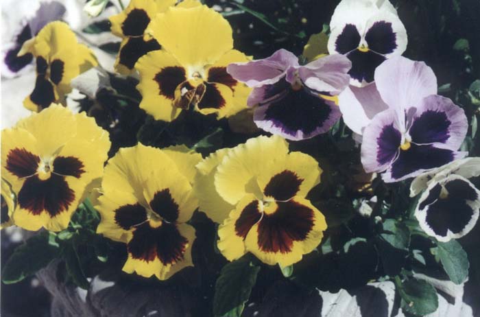 Plant photo of: Viola X wittrockiana