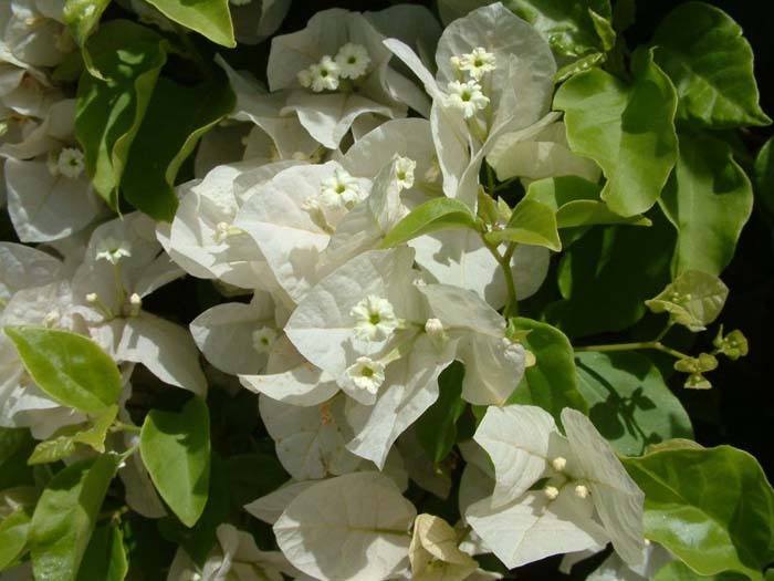 Plant photo of: Bougainvillea 'White Madonna'
