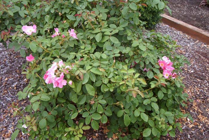 Plant photo of: Rosa Shrub varieties