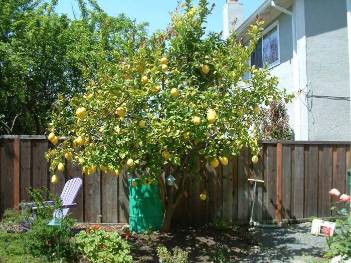 Plant photo of: Citrus limon 'Eureka'