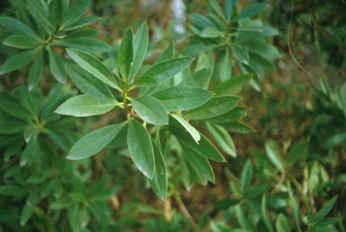 Plant photo of: Myoporum laetum