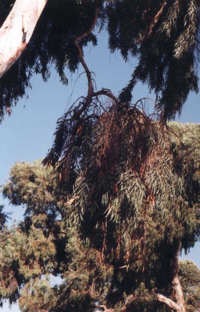 Plant photo of: Eucalyptus viminalis