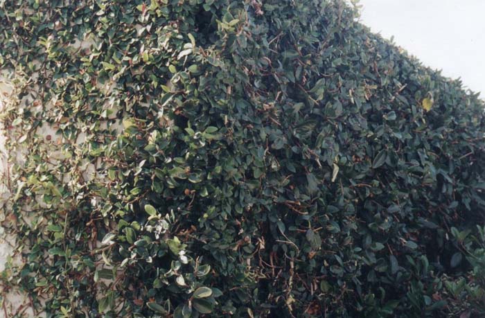 Plant photo of: Ficus pumila