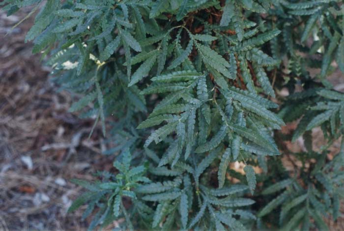 Plant photo of: Lyonothamnus floribundus asplenifolius