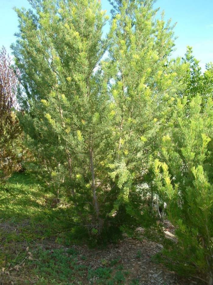 Plant photo of: Hakea suaveolens