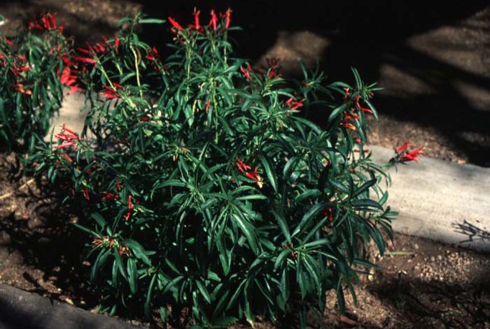 Plant photo of: Lobelia laxiflora