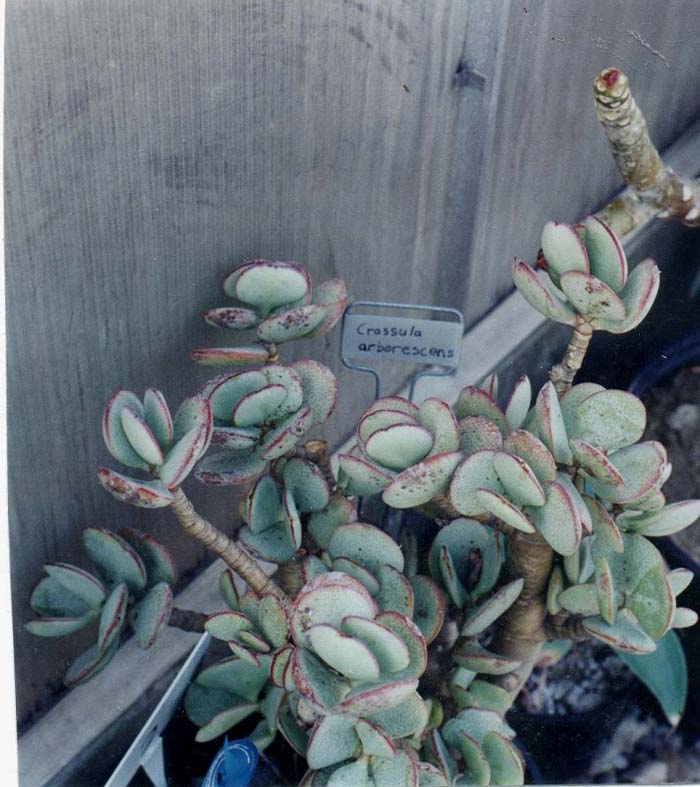 Plant photo of: Crassula arborescens