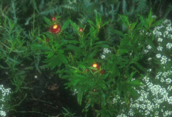 Plant photo of: Helichrysum bracteatum