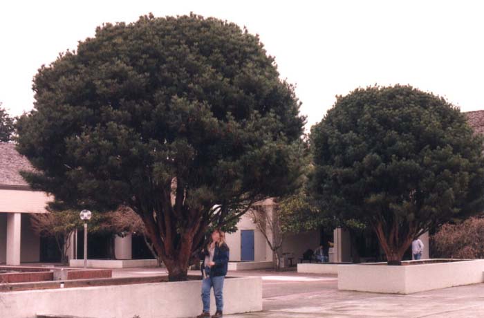 Plant photo of: Pinus densiflora 'Umbraculifera'