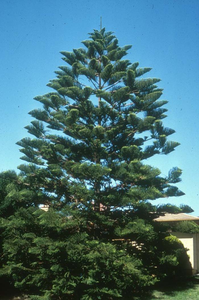 Plant photo of: Araucaria heterophylla